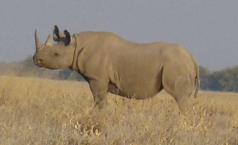 Image of Cape rhinoceros