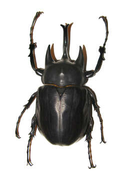 Megasoma actaeon (Linnaeus 1758) resmi