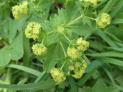 Image of Alchemilla vulgaris L.