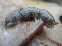 Image of grey field slug