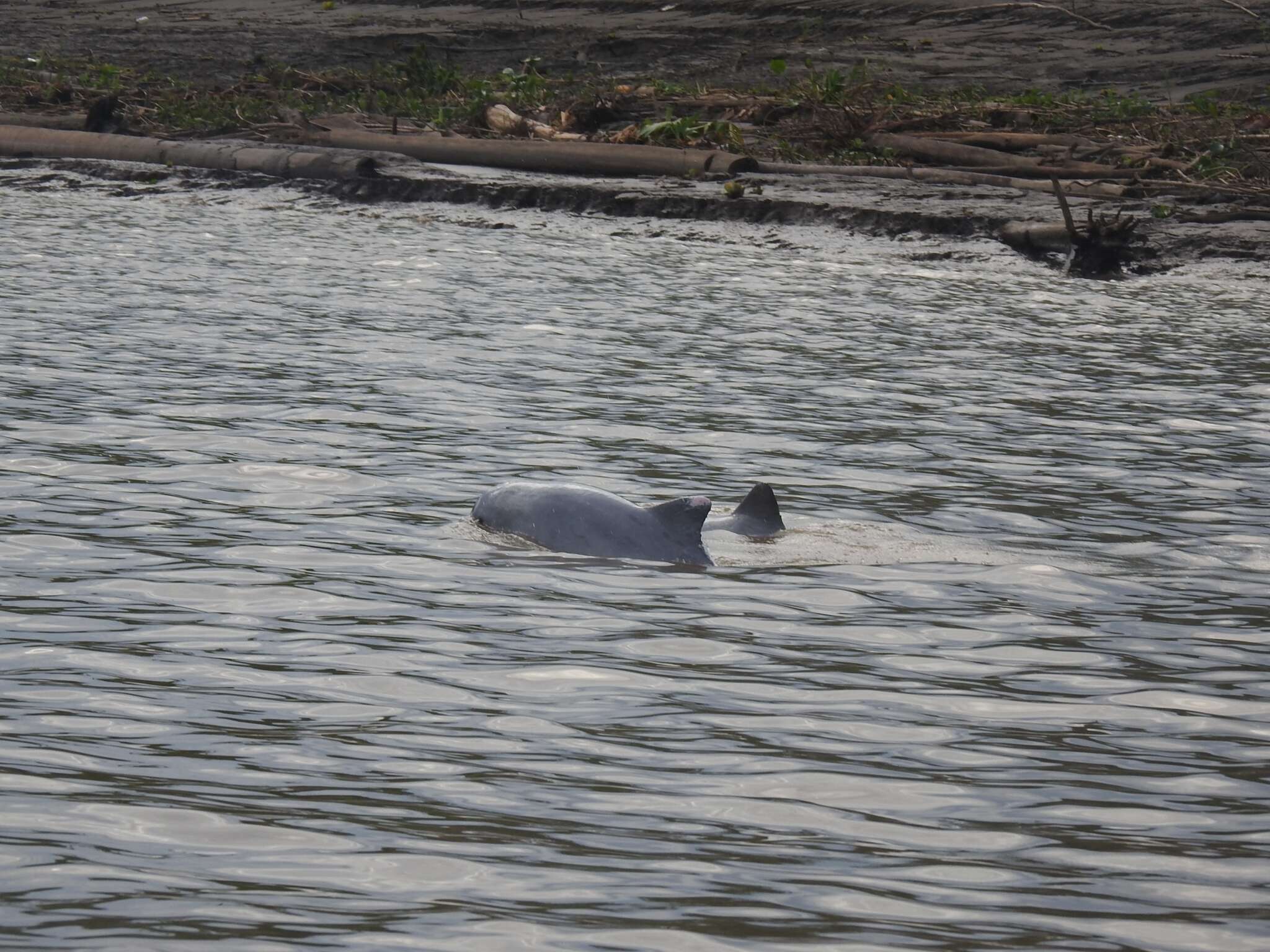 Image of Amazon River Dolphin