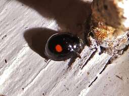 Image of Twice-stabbed Lady Beetle