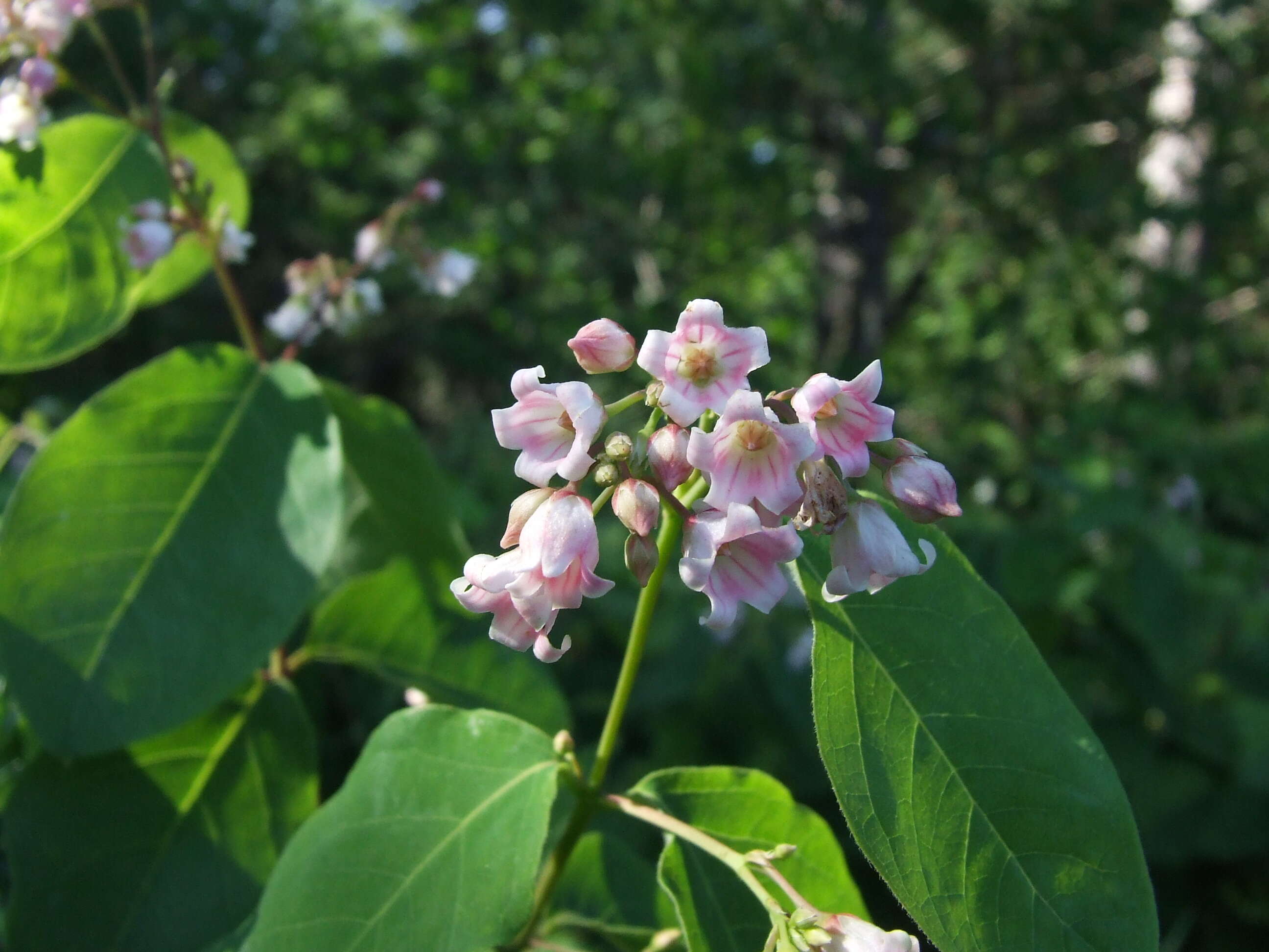 Image of flytrap dogbane