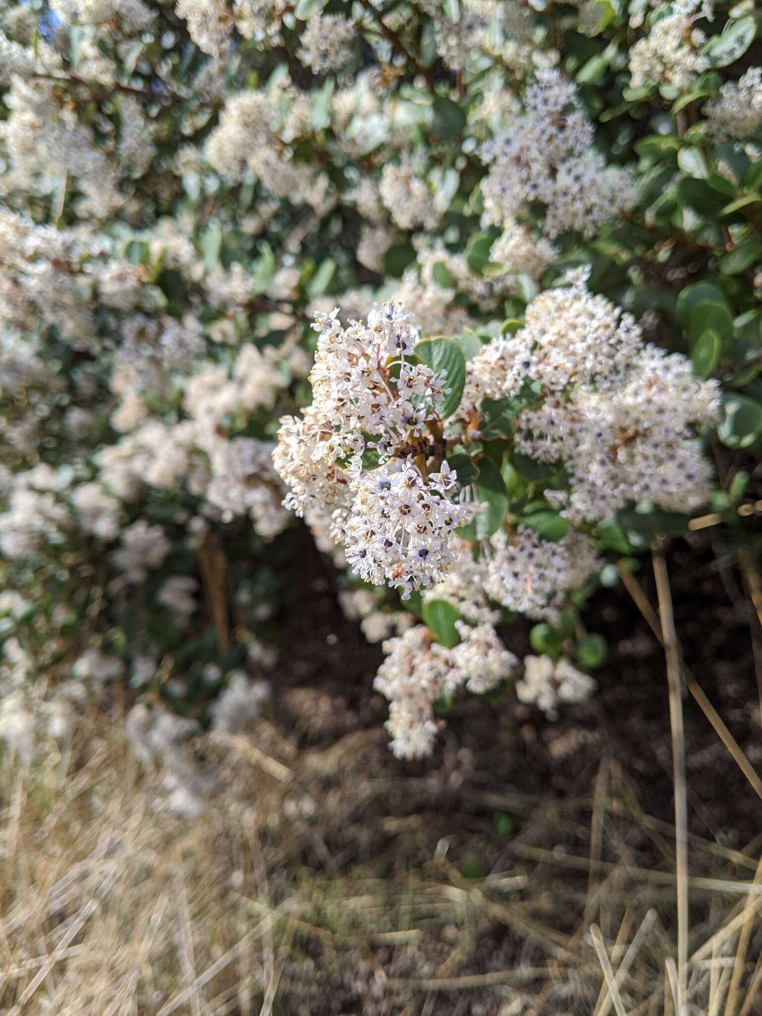 Image of island ceanothus