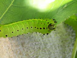 Image of Luna Moth