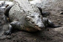 Image of American Crocodile