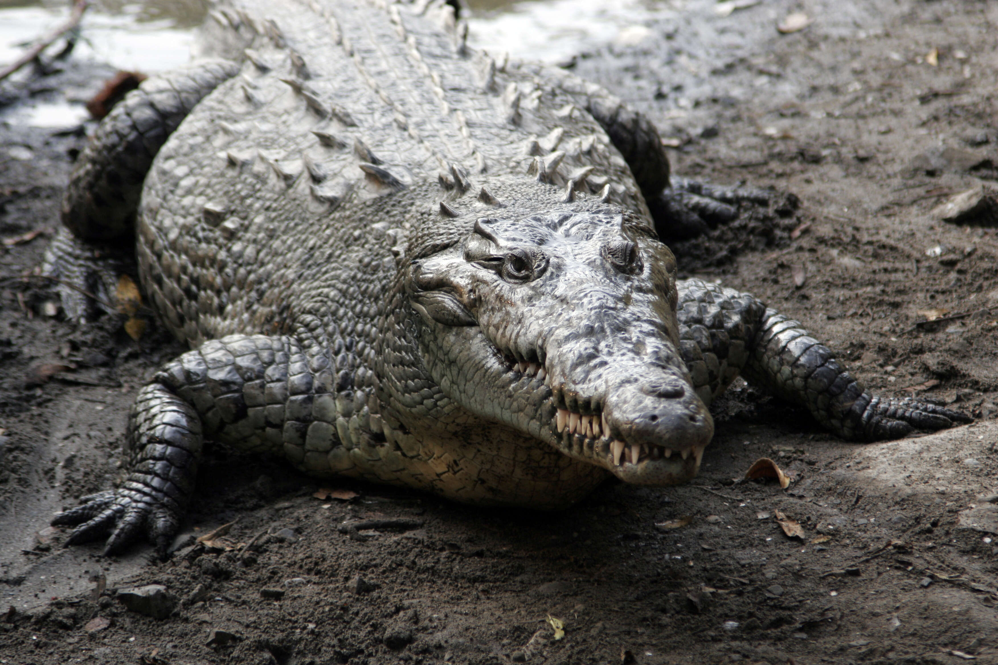 Imagem de Crocodylus acutus (Cuvier 1807)