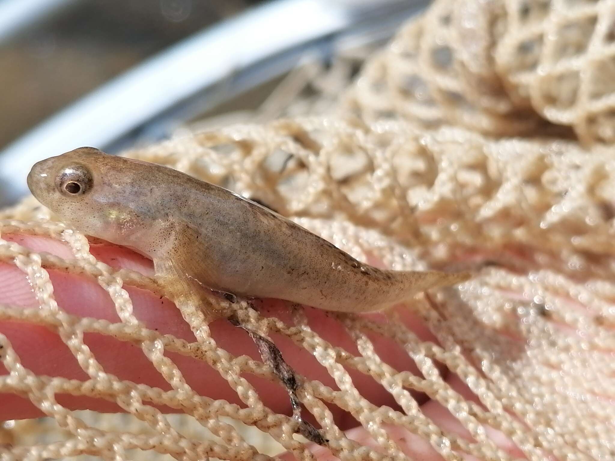 Imagem de Padogobius bonelli (Bonaparte 1846)