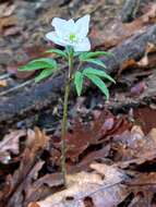 Plancia ëd Anemone trifolia subsp. albida (Mariz) Ulbr.