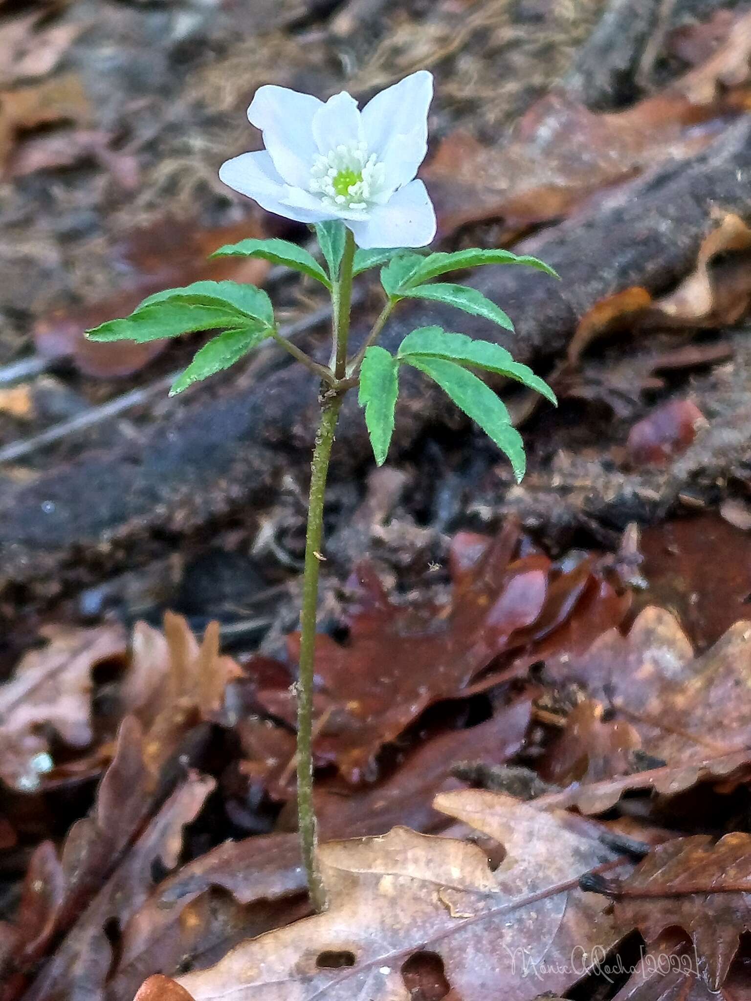 صورة Anemone trifolia subsp. albida (Mariz) Ulbr.