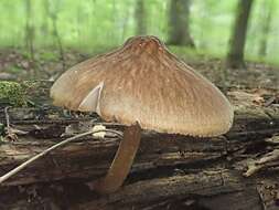 Image of Pluteus granularis Peck 1885