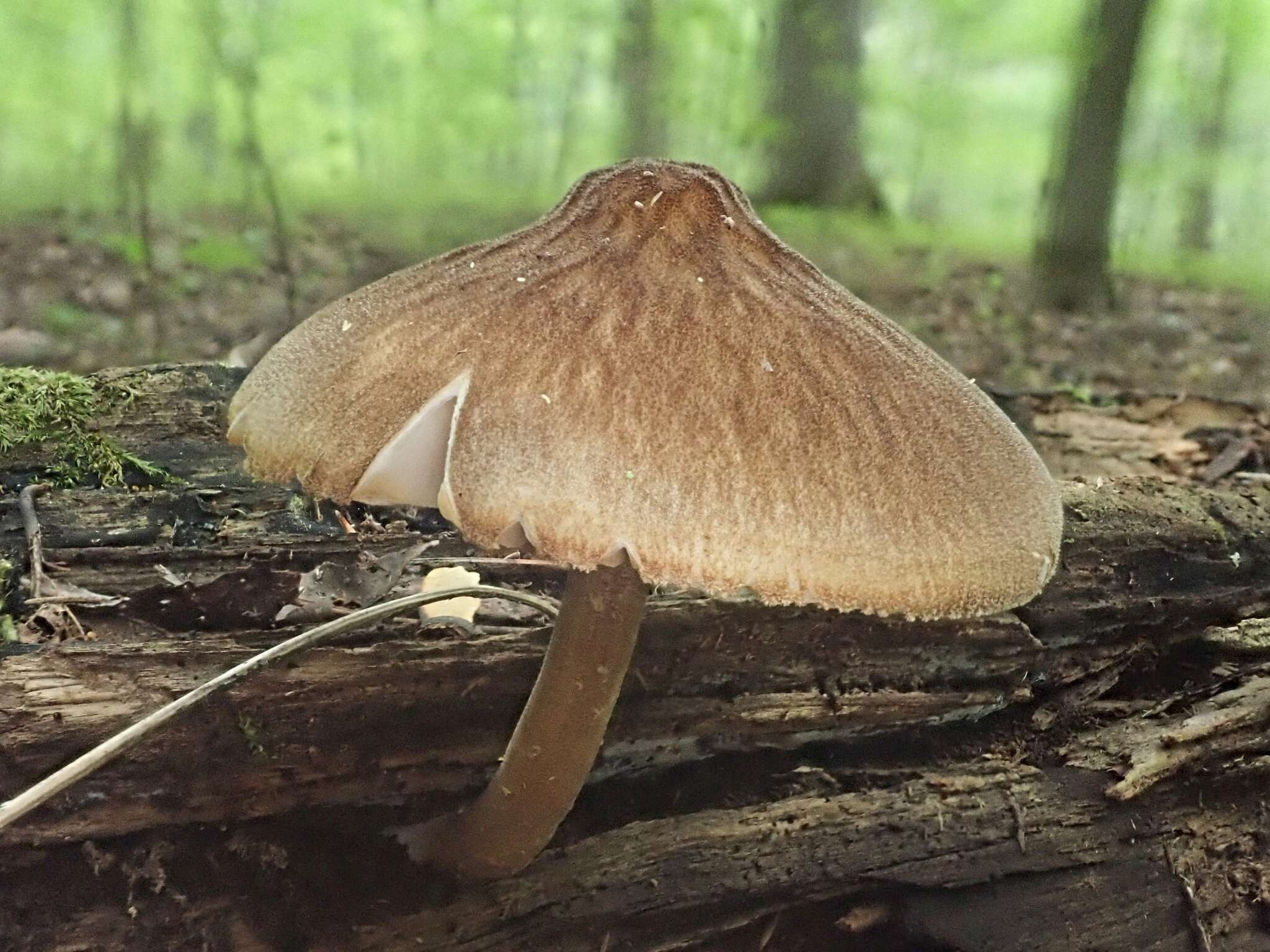 Слика од Pluteus granularis Peck 1885