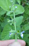 Sivun Salvia ovalifolia A. St.-Hil. ex Benth. kuva