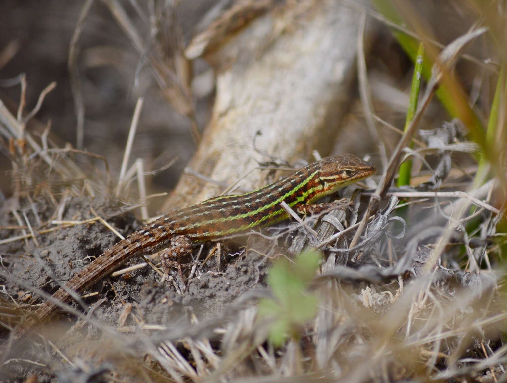 Image of Spanish Psammodromus