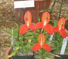 Image of Red Disa