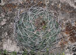 Image of Thelocactus hexaedrophorus subsp. hexaedrophorus