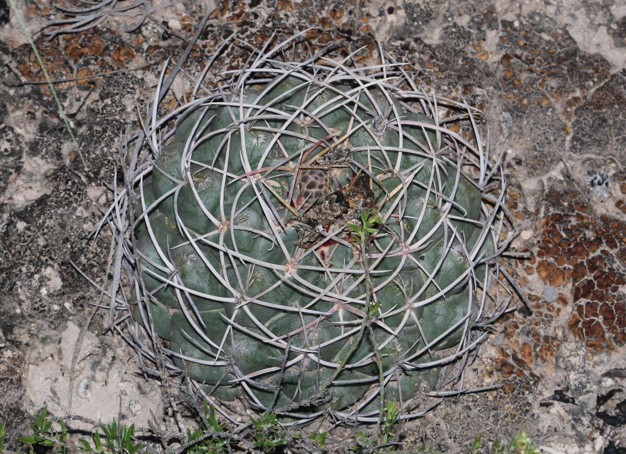 Image of Thelocactus hexaedrophorus subsp. hexaedrophorus