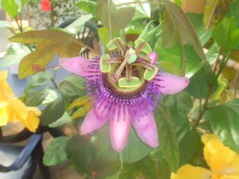 Image of passionflower