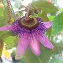 Image of Passiflora picturata Ker-Gawl.