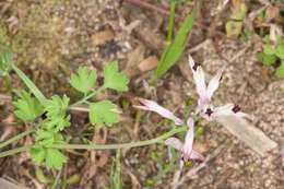 Image of Fumaria bicolor Nicotra