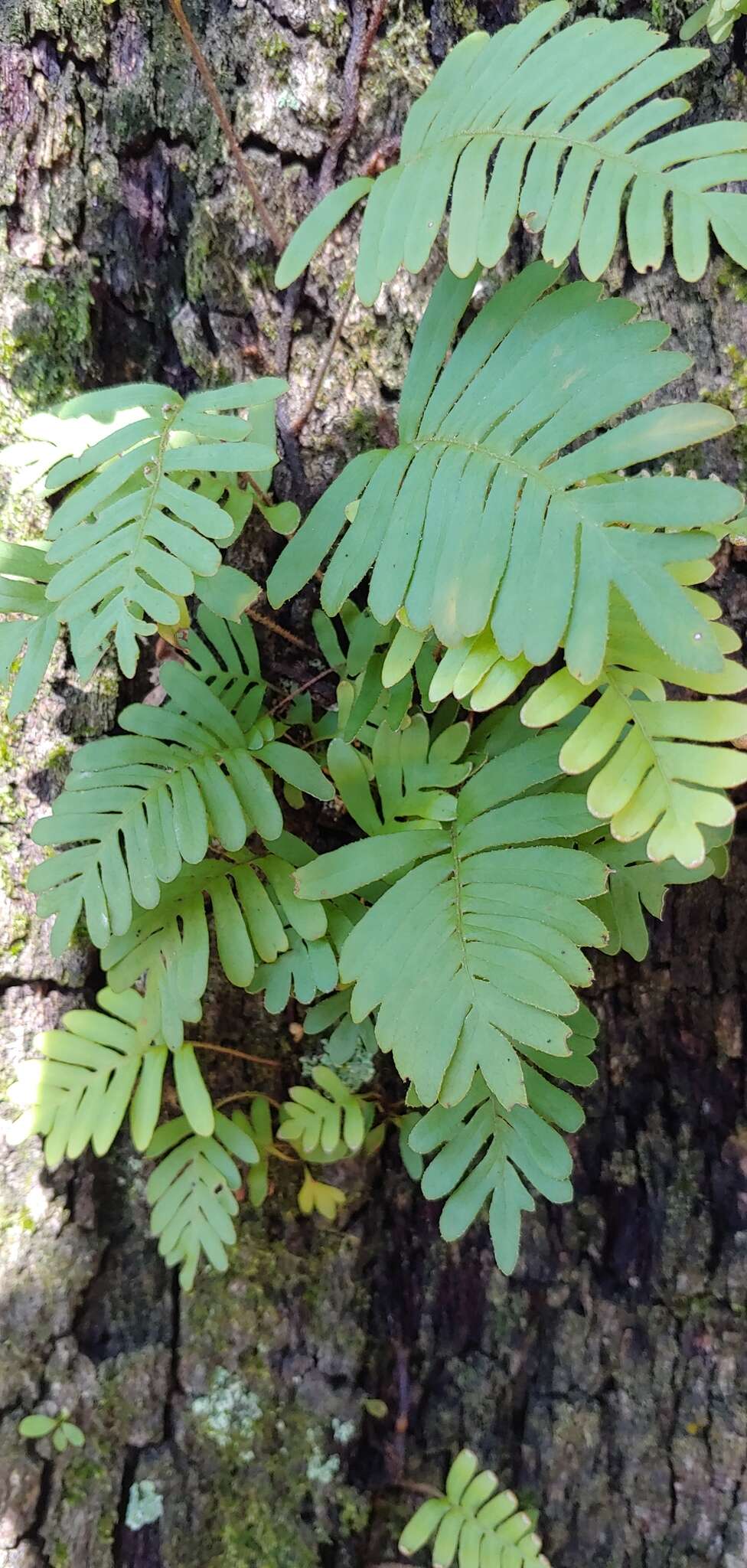 Image de Nephrolepis brownii (Desv.) Hovenk. & Miyam.