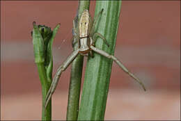 Image of Runcinia acuminata (Thorell 1881)