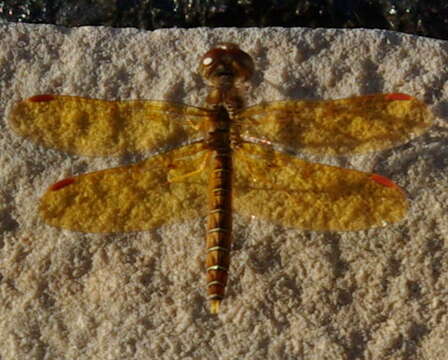 Image of Eastern Amberwing