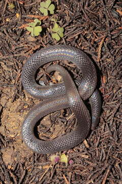 Image of Mesa del Sur Earth Snake