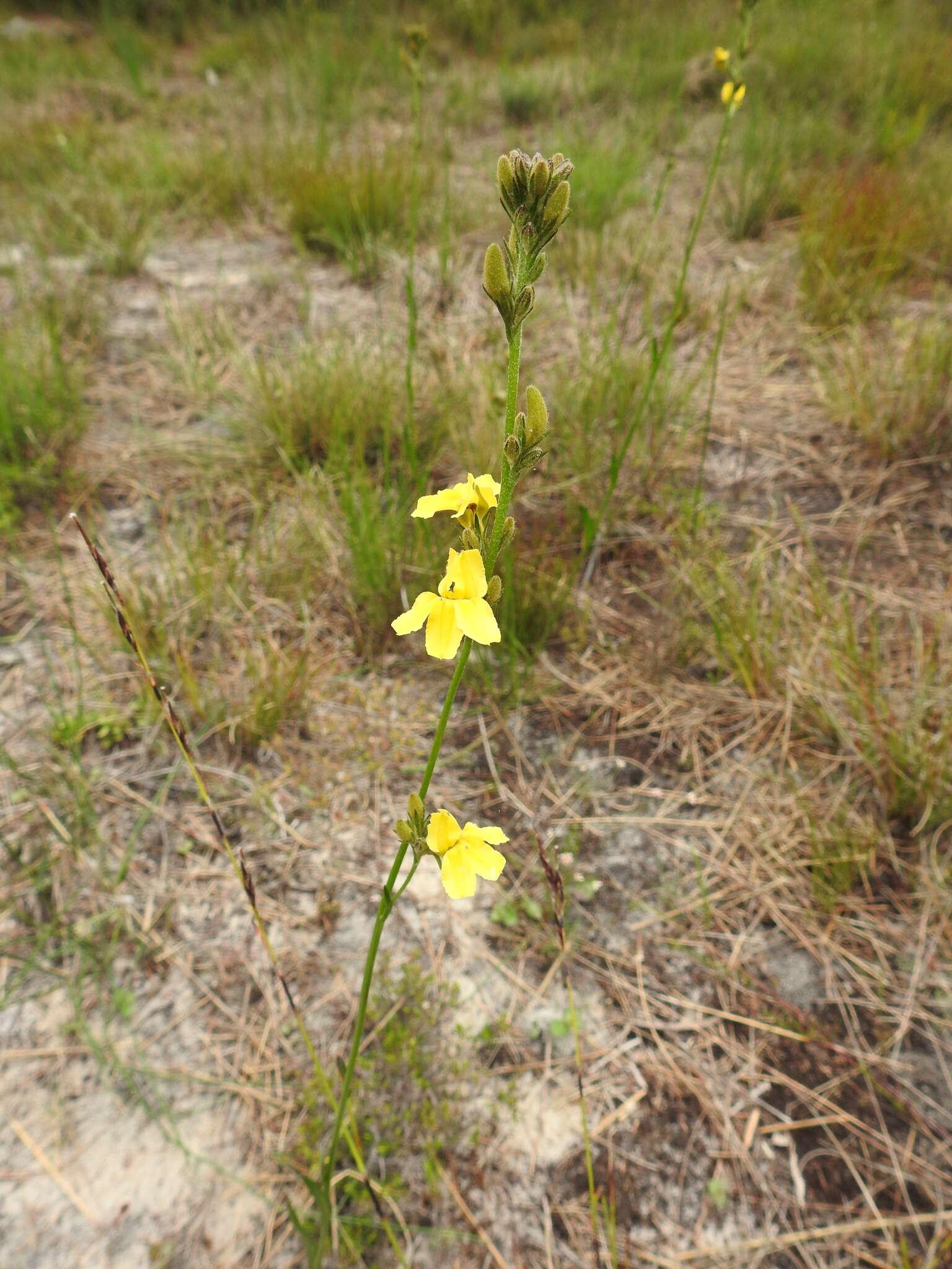 Слика од Goodenia stelligera R. Br.