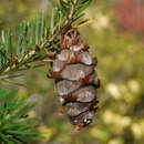 Image of Japanese Douglas-fir