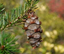 Image of Japanese Douglas-fir