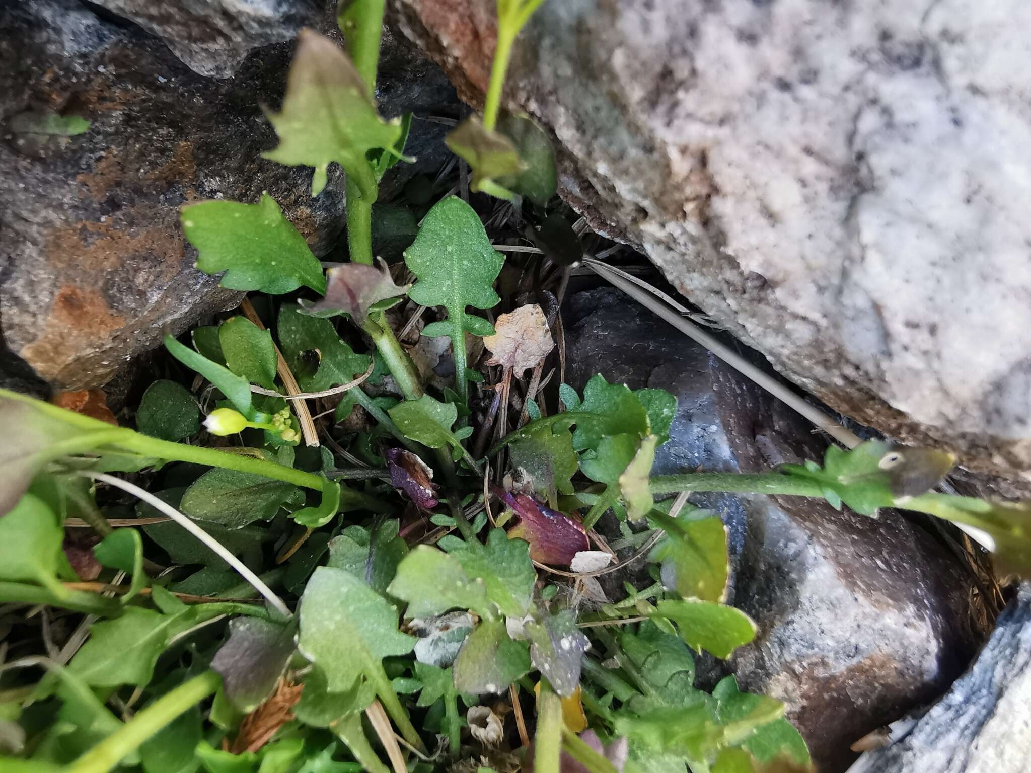 Plancia ëd Arabidopsis halleri (L.) O'Kane & Al-Shehbaz