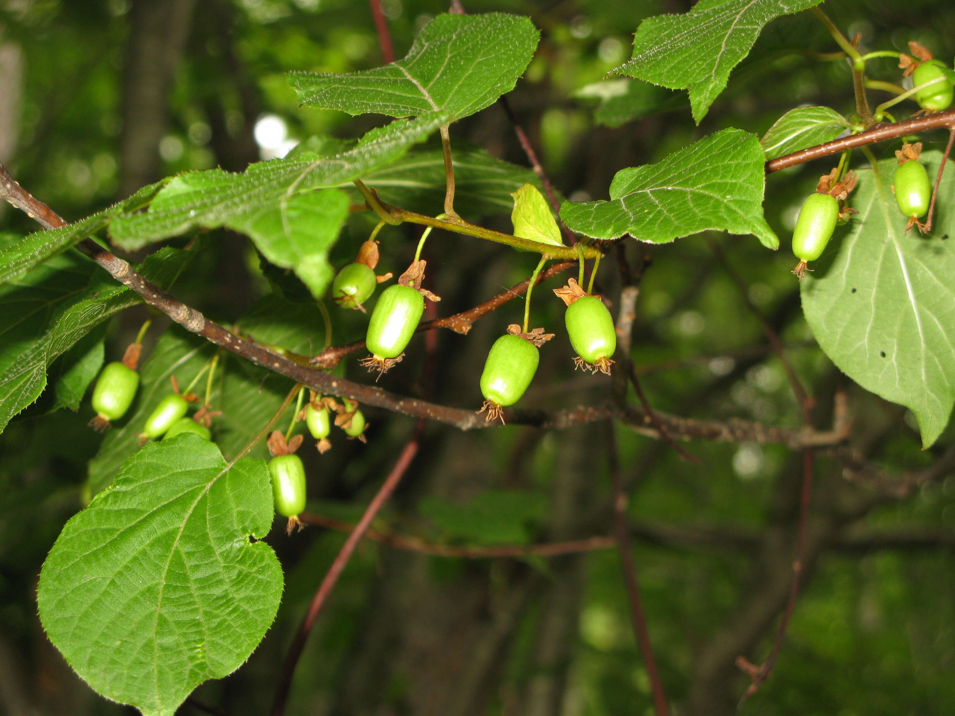 Image de Kiwi Arctique