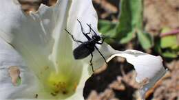 Image of Punctate Blister Beetle