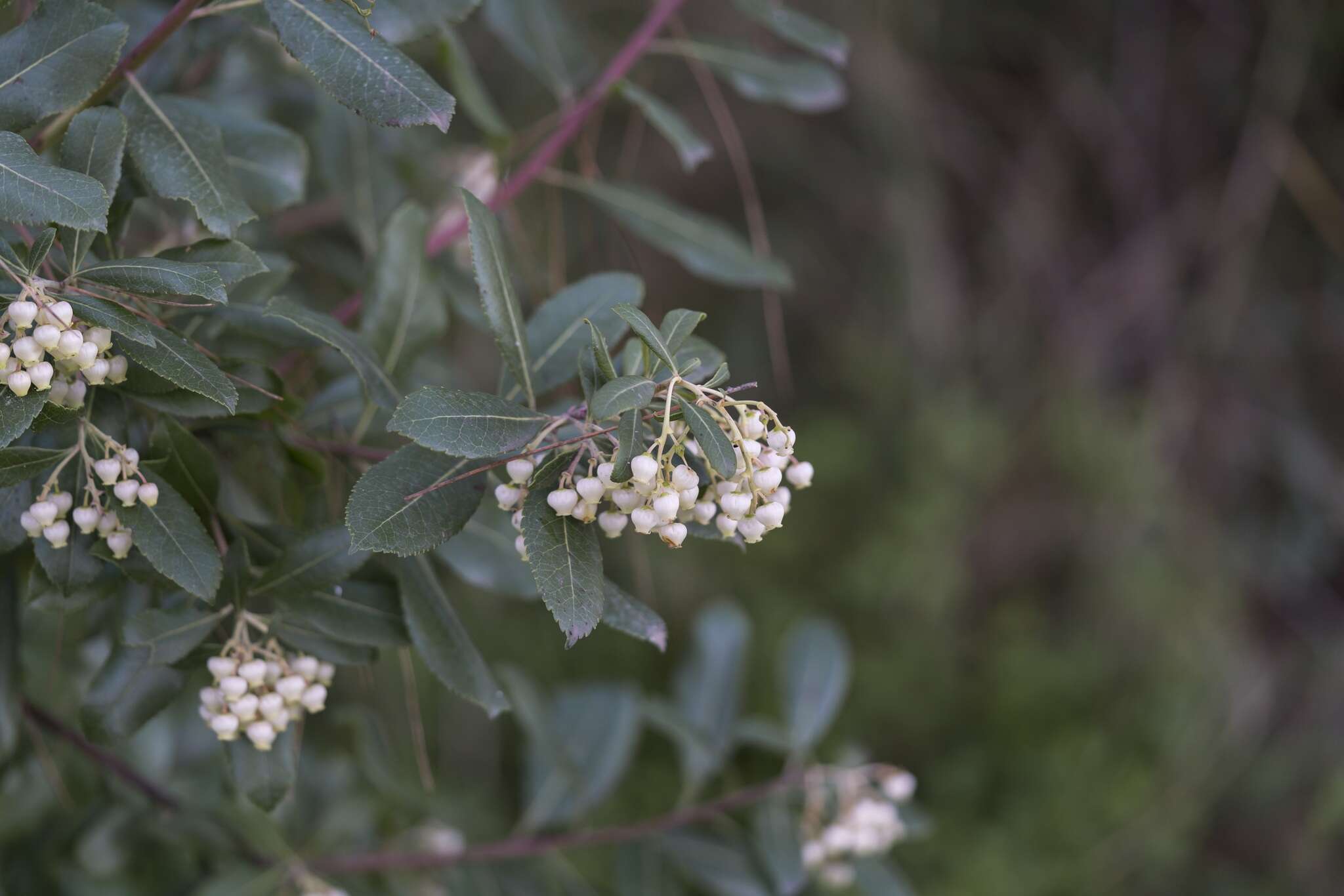 Слика од Arbutus andrachnoides Link