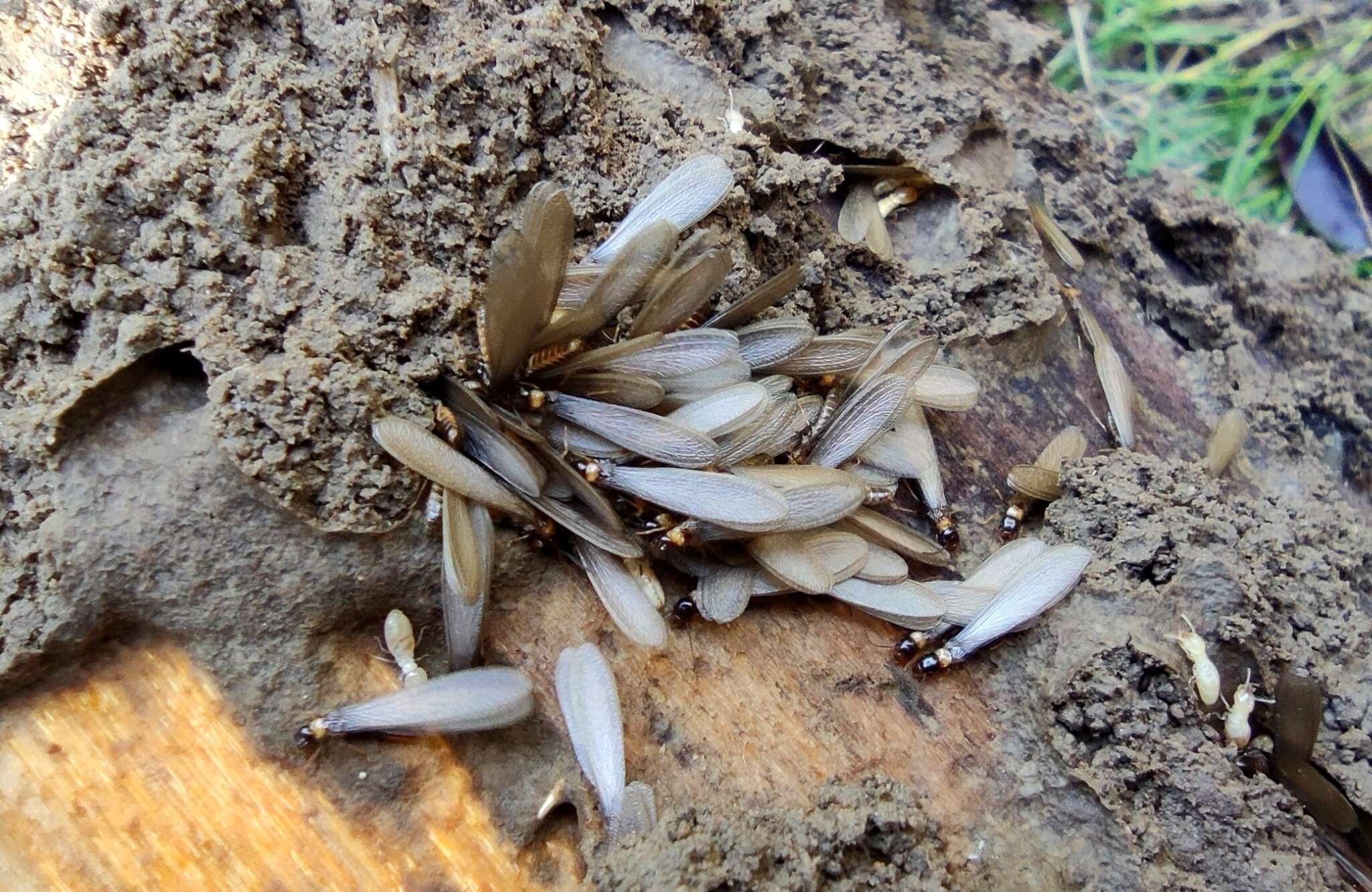 Image of Reticulitermes speratus (Kolbe 1885)