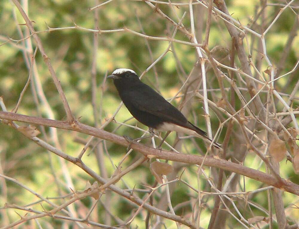 Image of White-crowned Black Wheatear