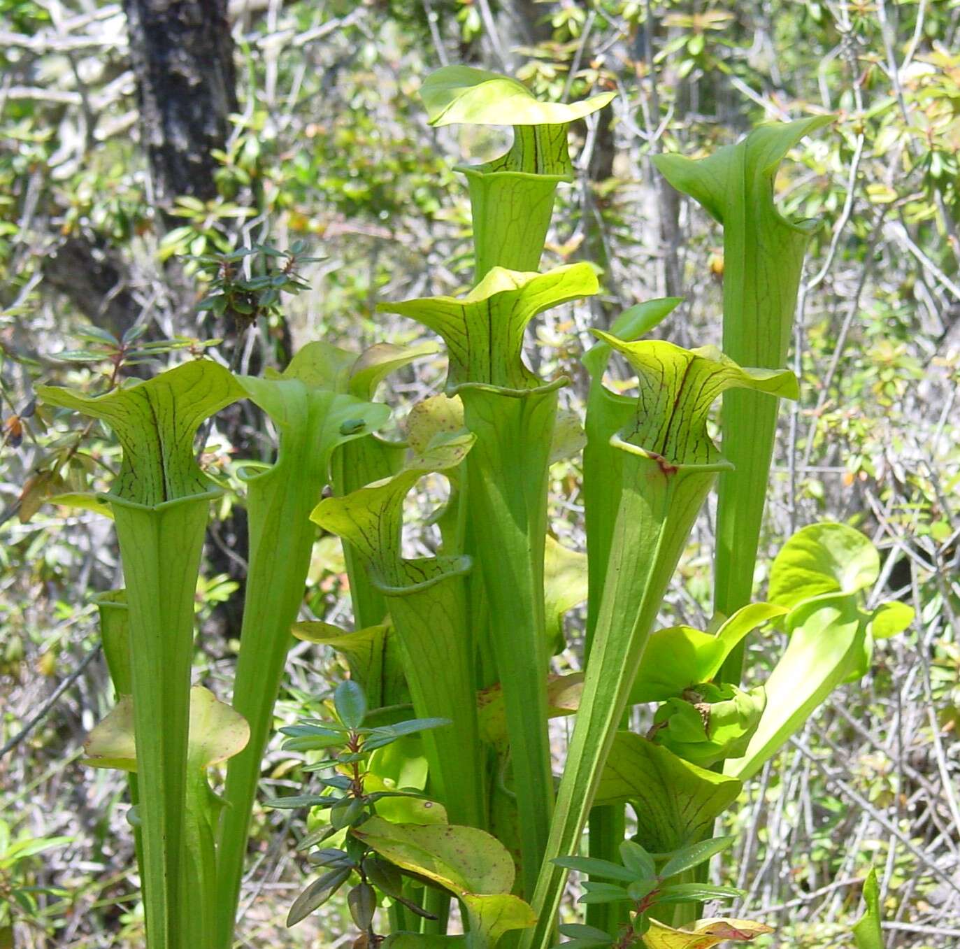 Image of Green Pitcherplant