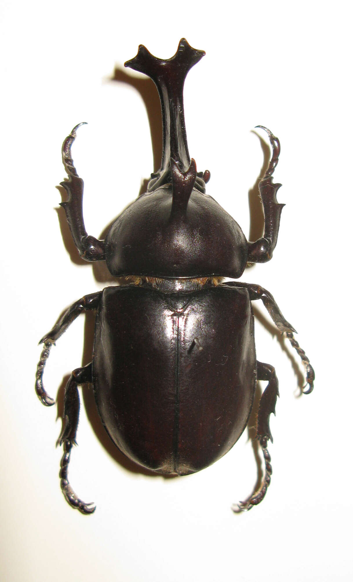 Image of Japanese rhinoceros beetle