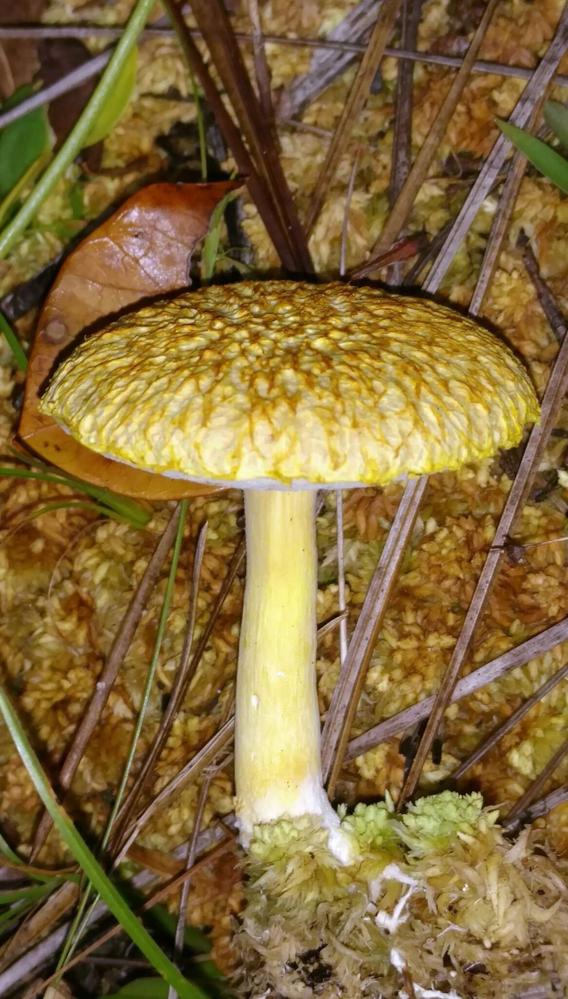 Слика од Veloporphyrellus