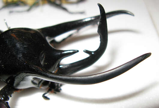 Image of Atlas beetle