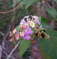 Plancia ëd Lantana pohliana Schauer