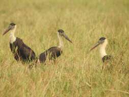 Image of Asian Woolly-necked Stork