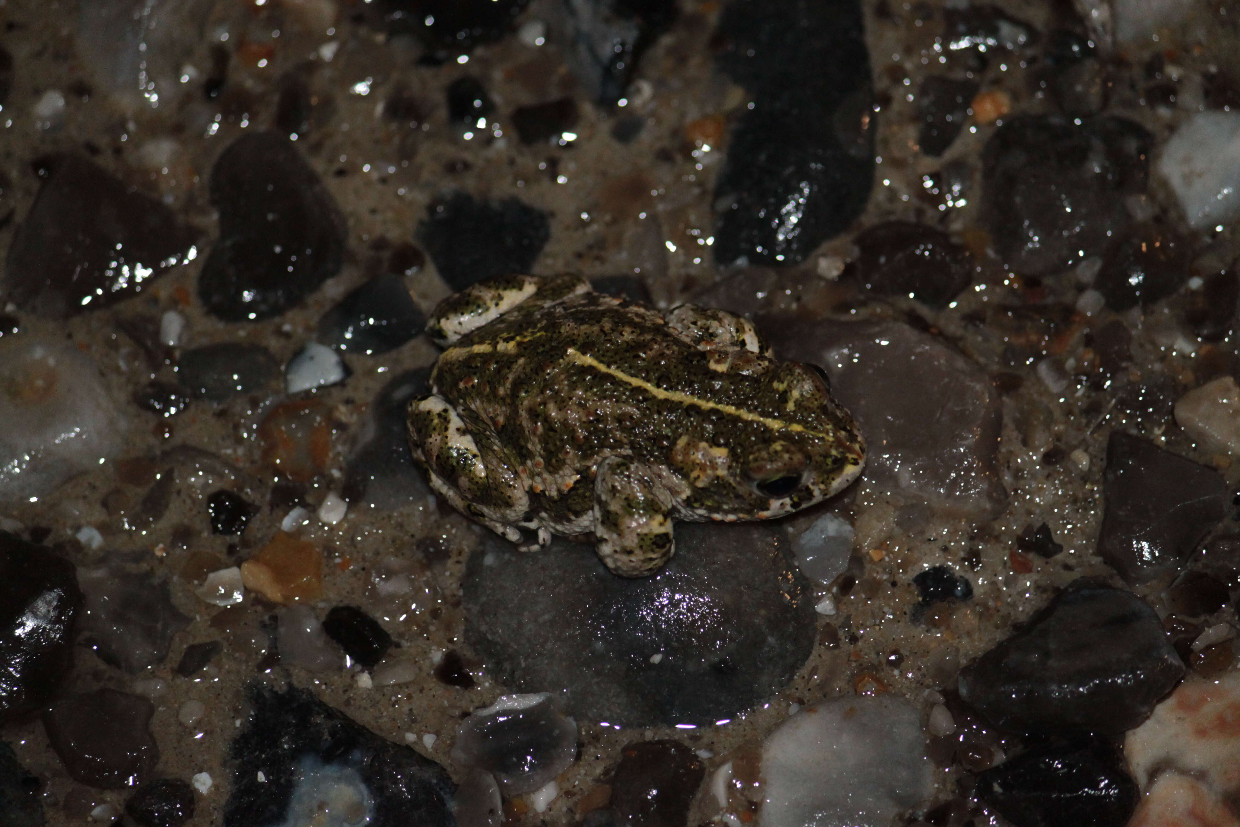 Image of Natterjack toad