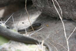 Image of Blackbelly Garter Snake