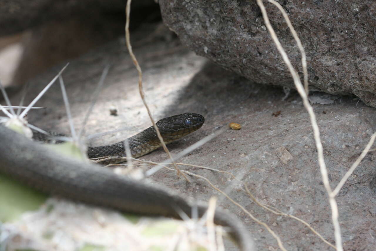 Plancia ëd Thamnophis melanogaster (Peters 1864)