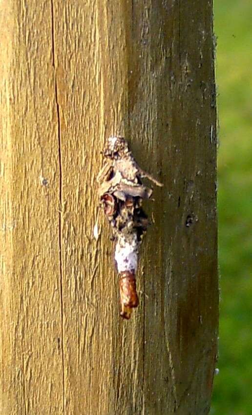 Image de Sterrhopterix