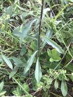 Image of Maryland goldenaster