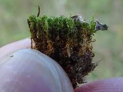 Image of tortured tortella moss