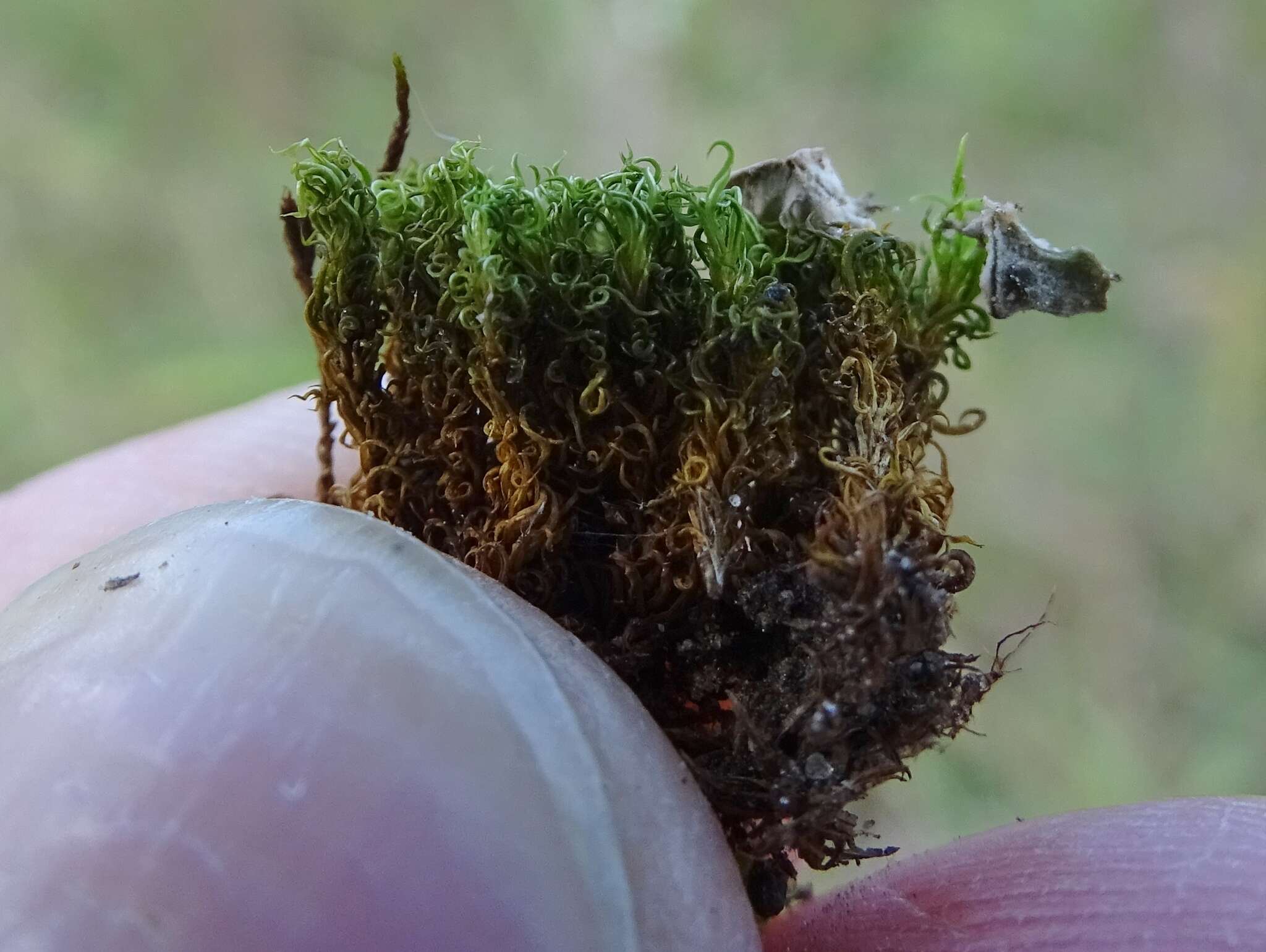 Image of tortured tortella moss